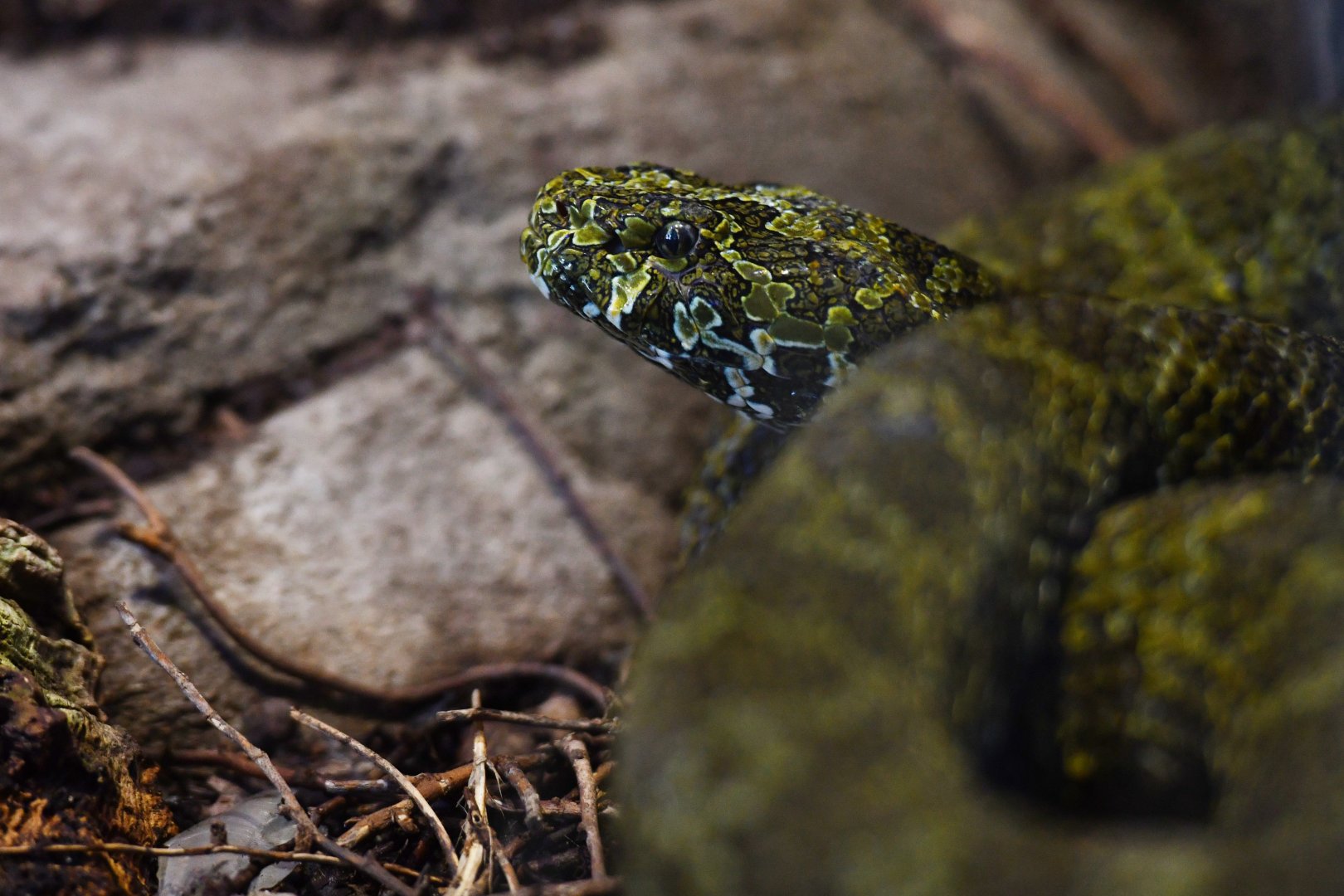 Protobothrops mangshanensis