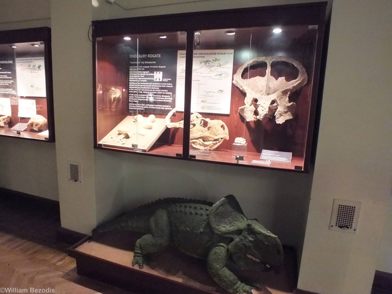 Protoceratops andrewsi Display (fossils in the case and model on the ground