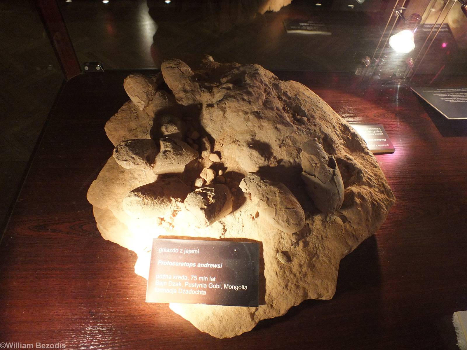 Protoceratops andrewsi Eggs - Warsaw Museum of Evolution