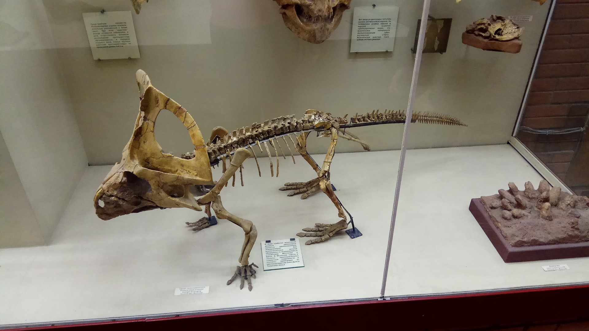 Protoceratops andrewsi skeleton