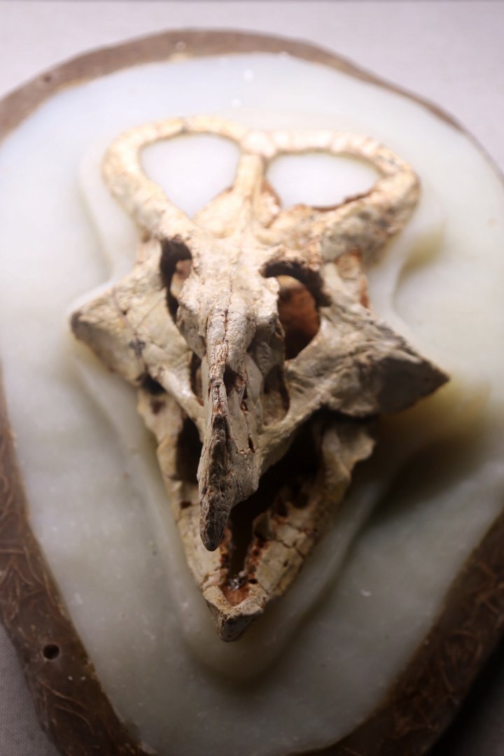 Protoceratops andrewsi Skull