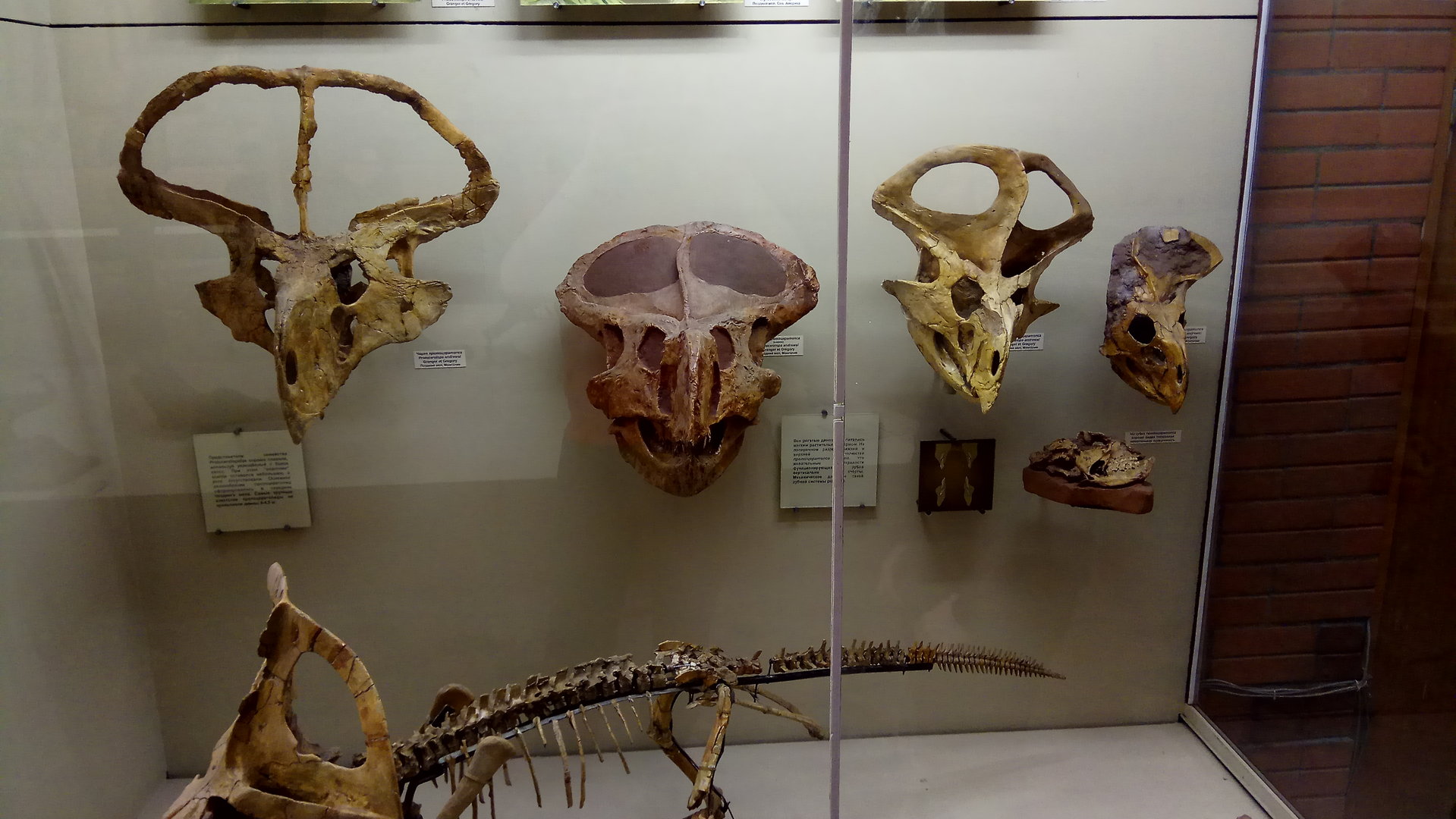 Protoceratops andrewsi skulls