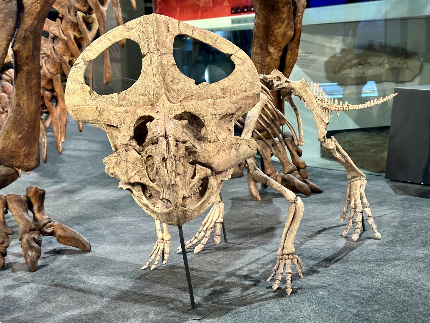 Protoceratops andrewsi