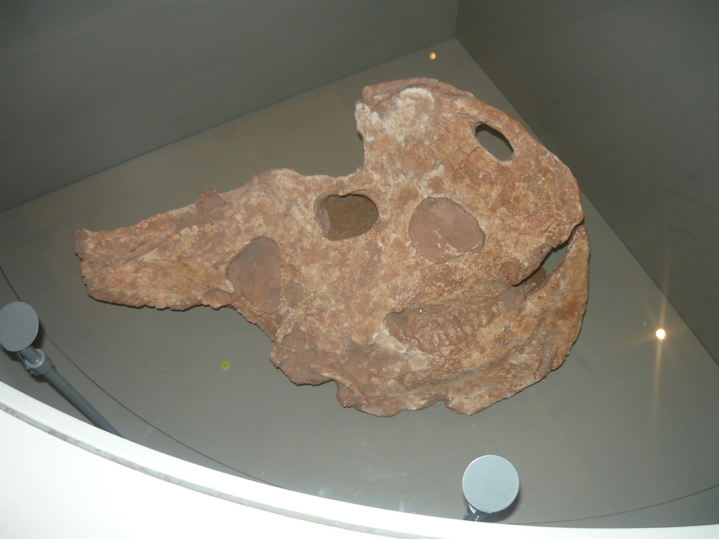 Protoceratops skull