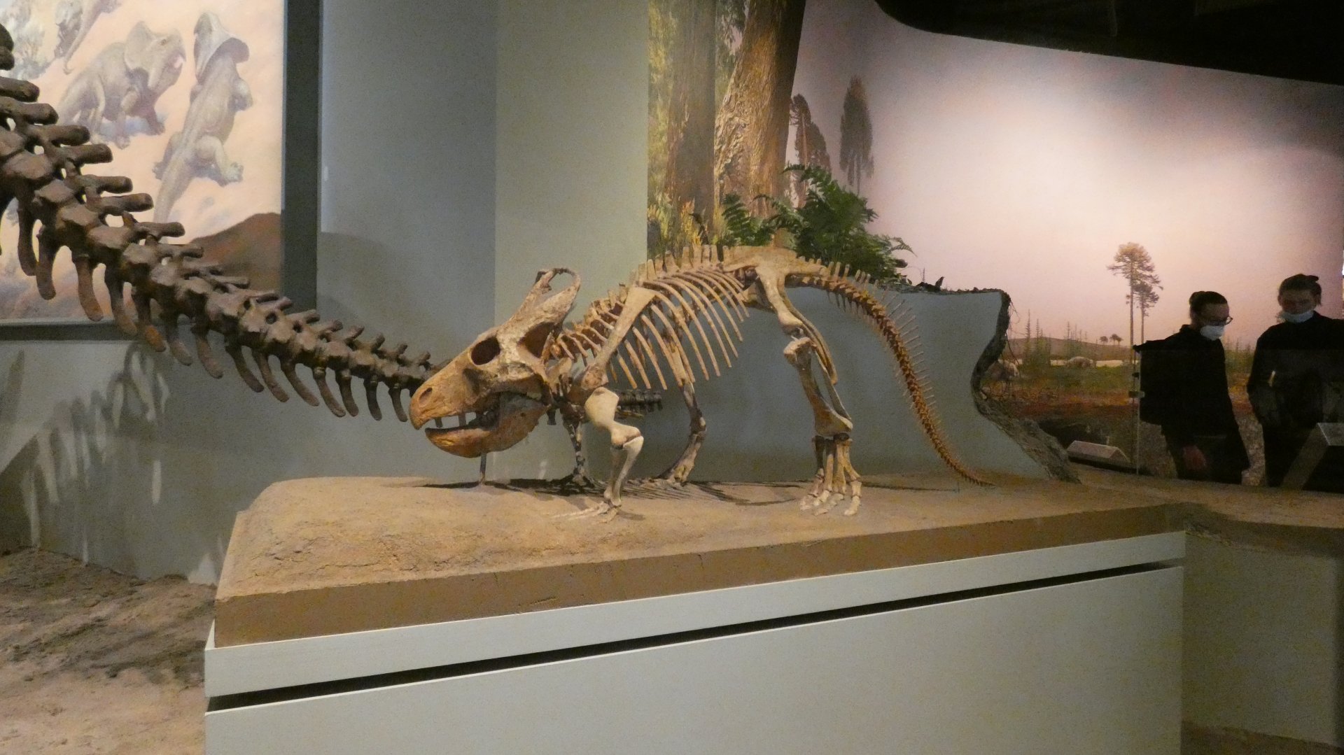 Protoceratops, The Hall of Dinosaurs, Evolving Planet - Feb. 2022