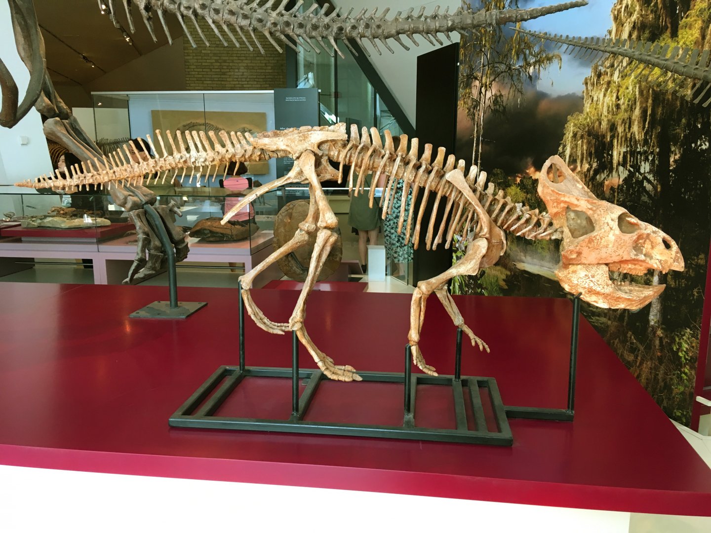 Protoceratops