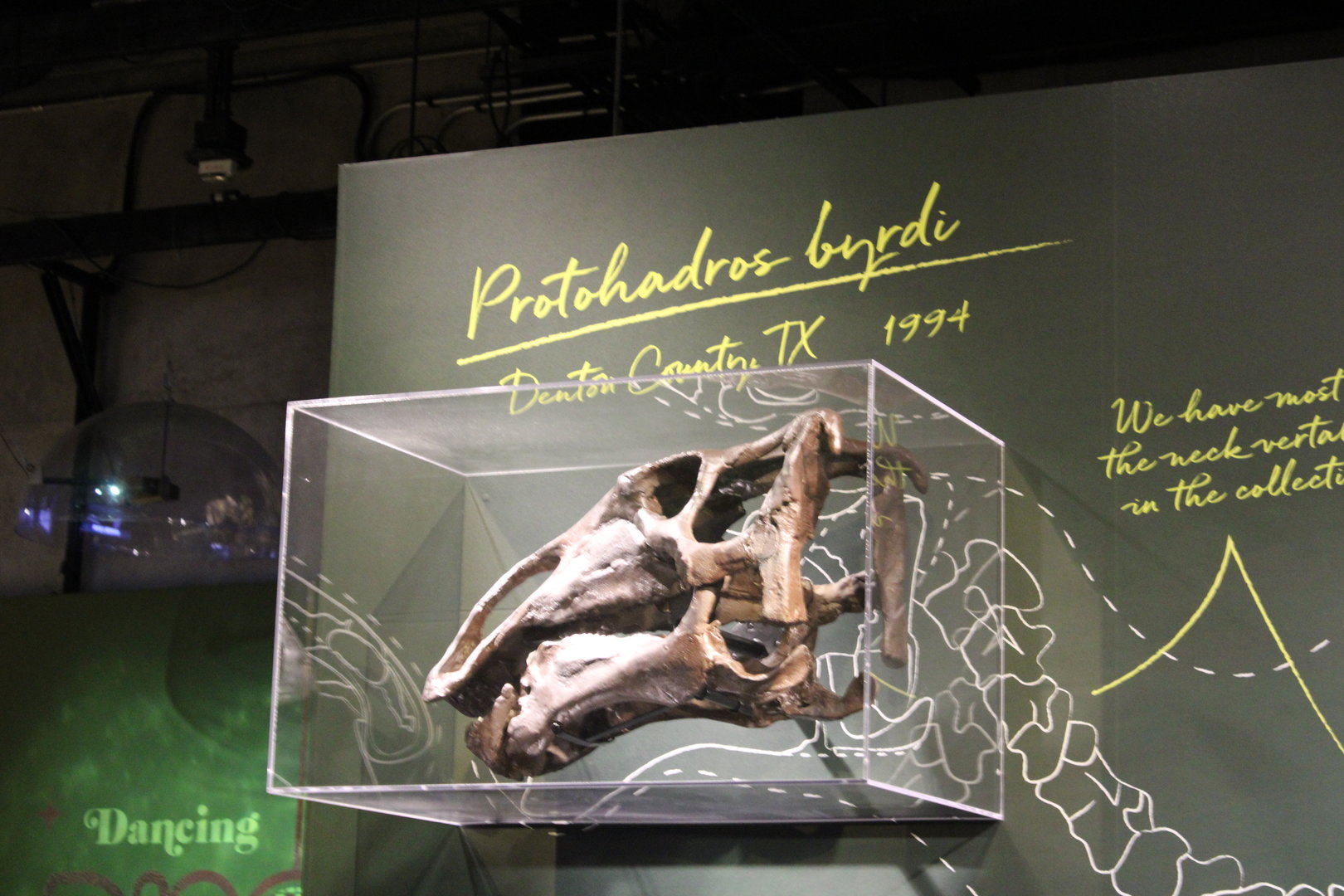 Protohadros Skull (P. byrdi)