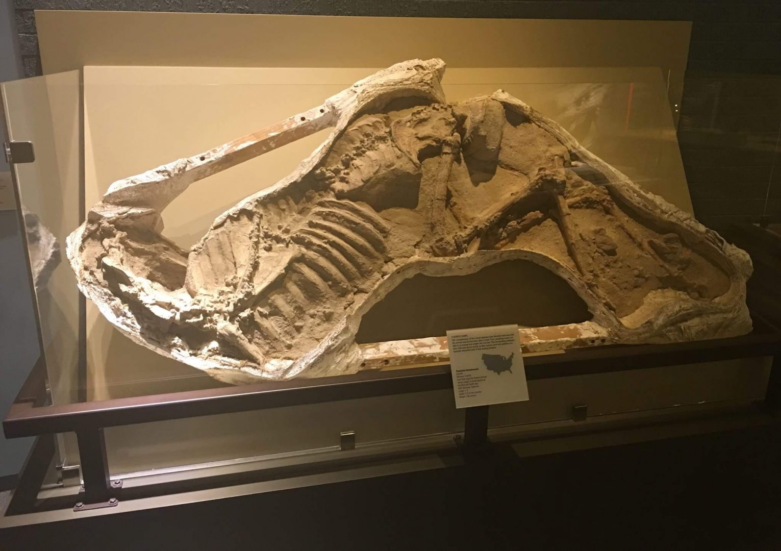 Protolabis barstowensis