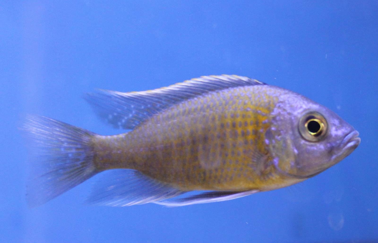 Protomelas taeniolatus