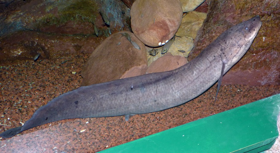 Protopterus annectens