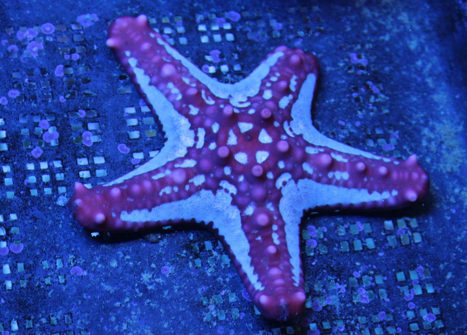 Protoreaster linckii