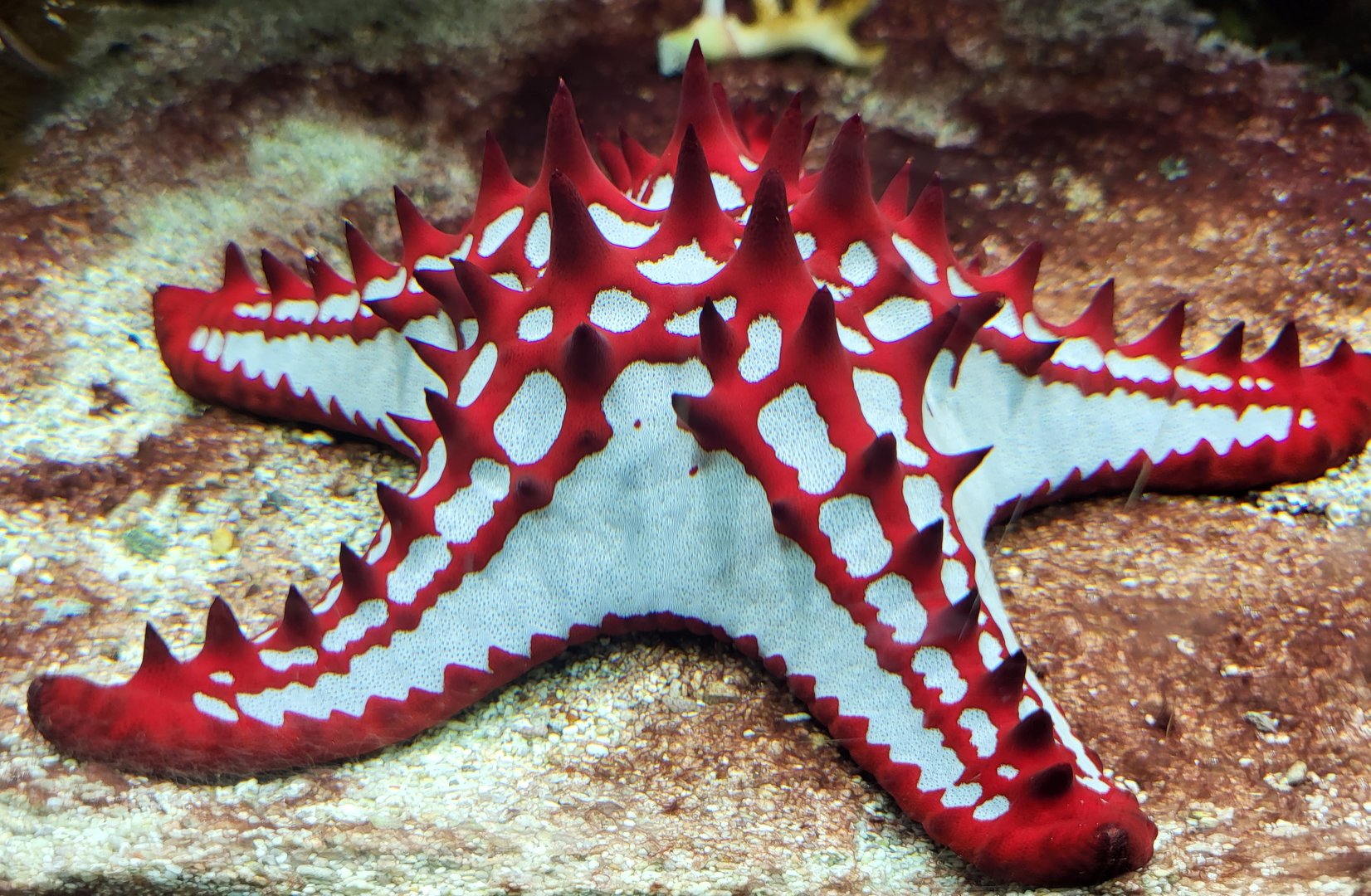 Protoreaster linckii