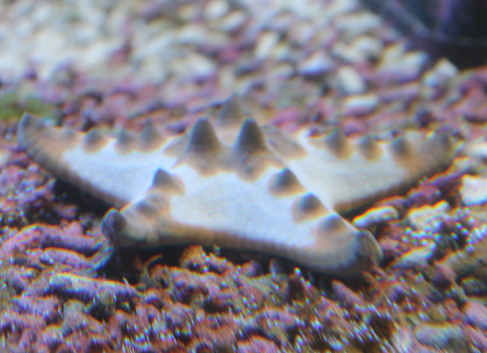 Protoreaster nodosus