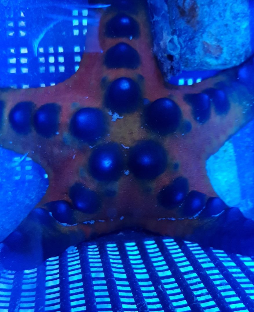 Protoreaster nodosus