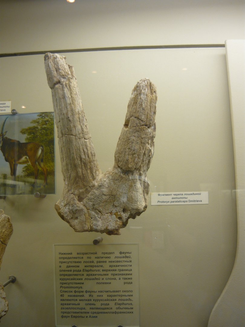 Protoryx paralaticeps skull fragment