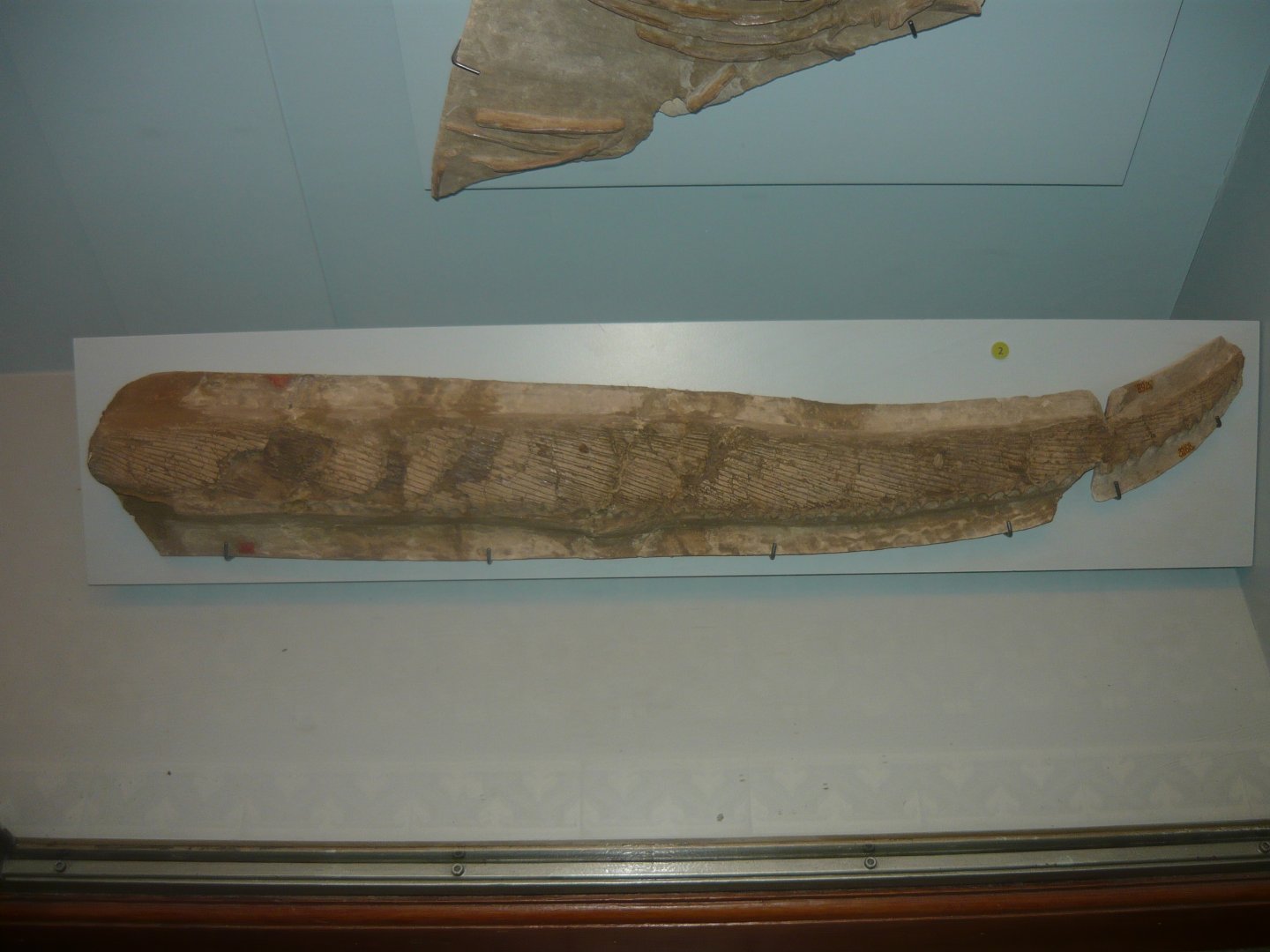 Protosphyraena ferox