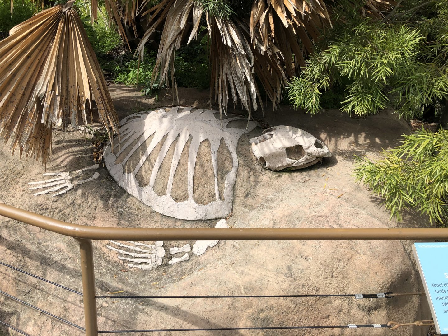 Protostega gigas skeleton replica