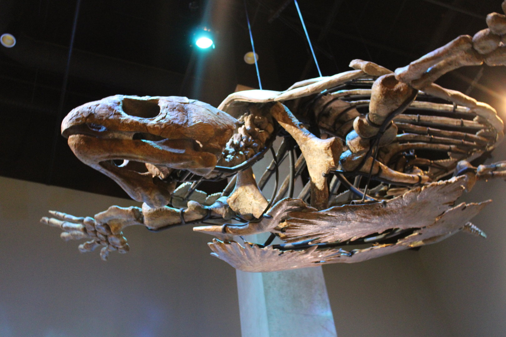 Protostega Skeleton (P. gigas)