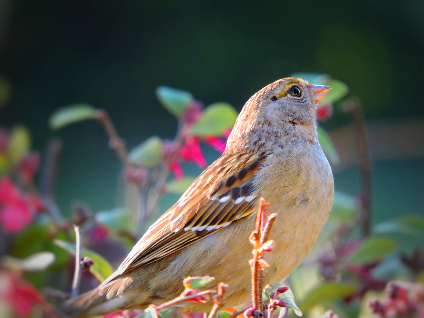 Proud Crown Sparrow