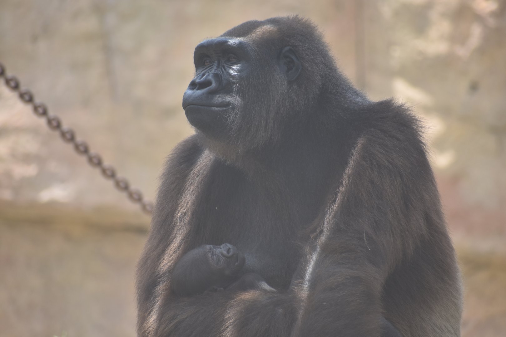 Proud mother (gorilla)