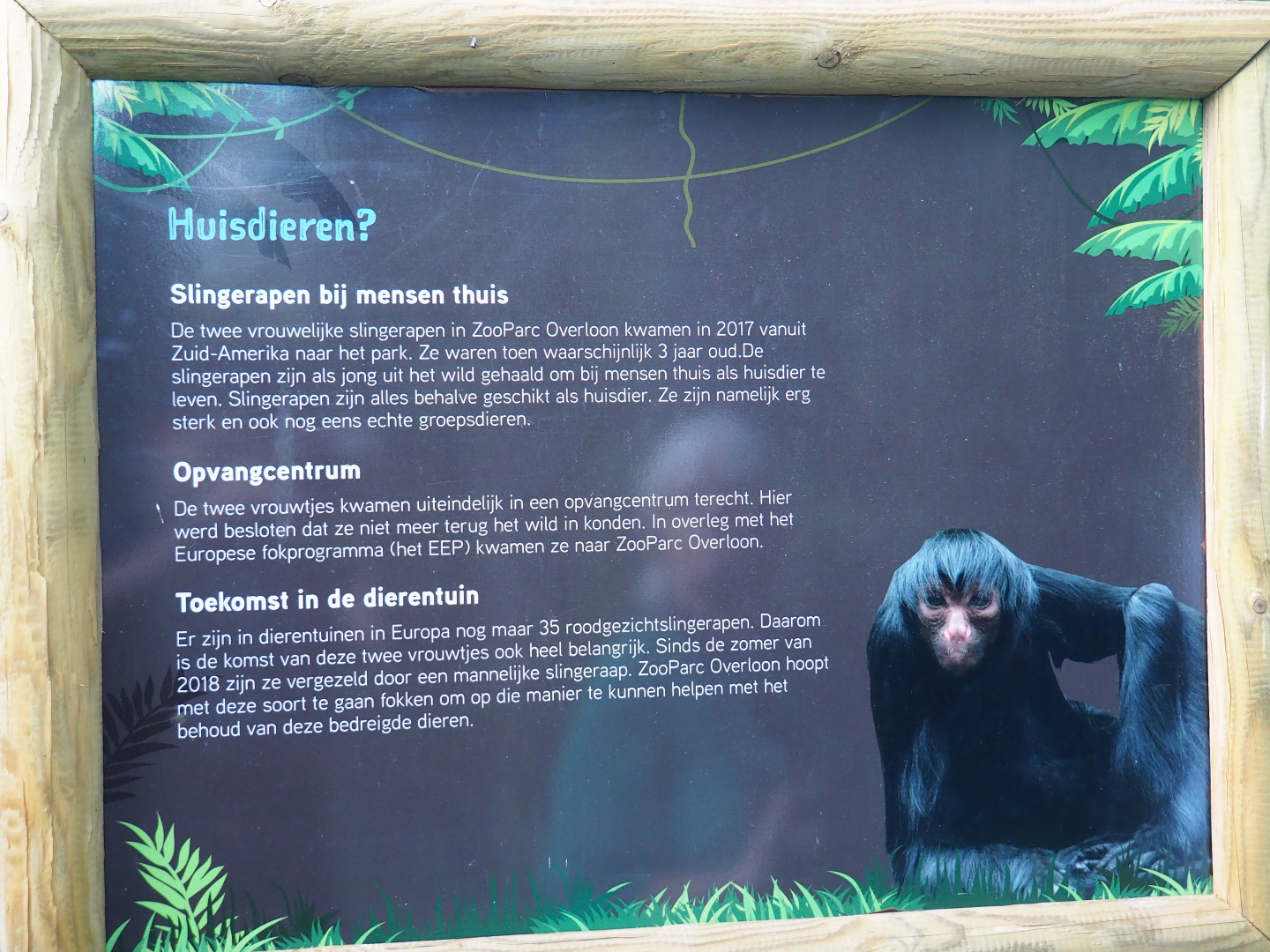 Provenance of female spider monkeys at Zoo Parc Overloon, 2019-08-11