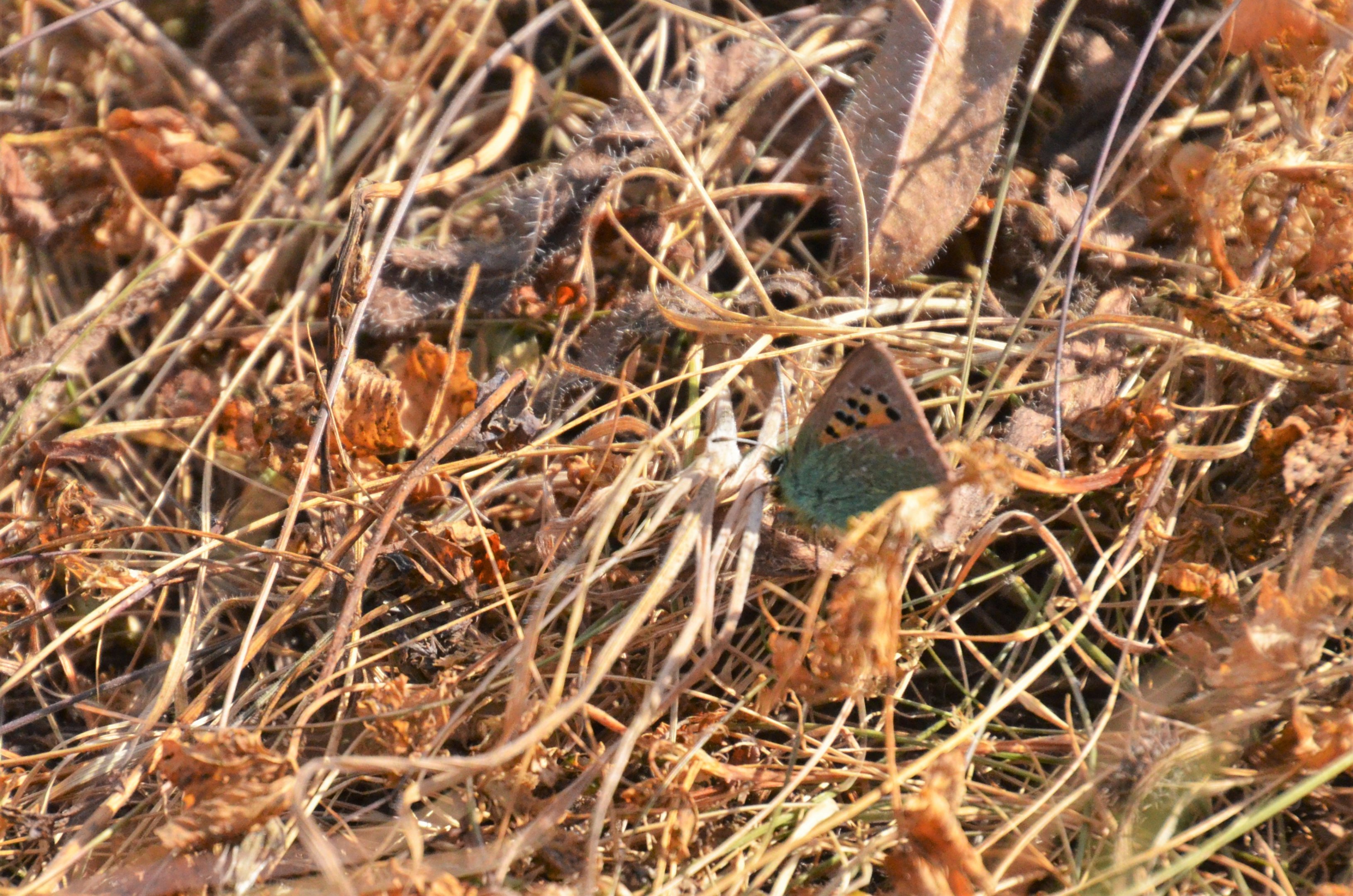 Provence Hairstreak at Desembocadura del Guadalhorce Natural Park, 13/03/19