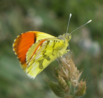 Provence Orange Tip (Anthocharis euphenoides)