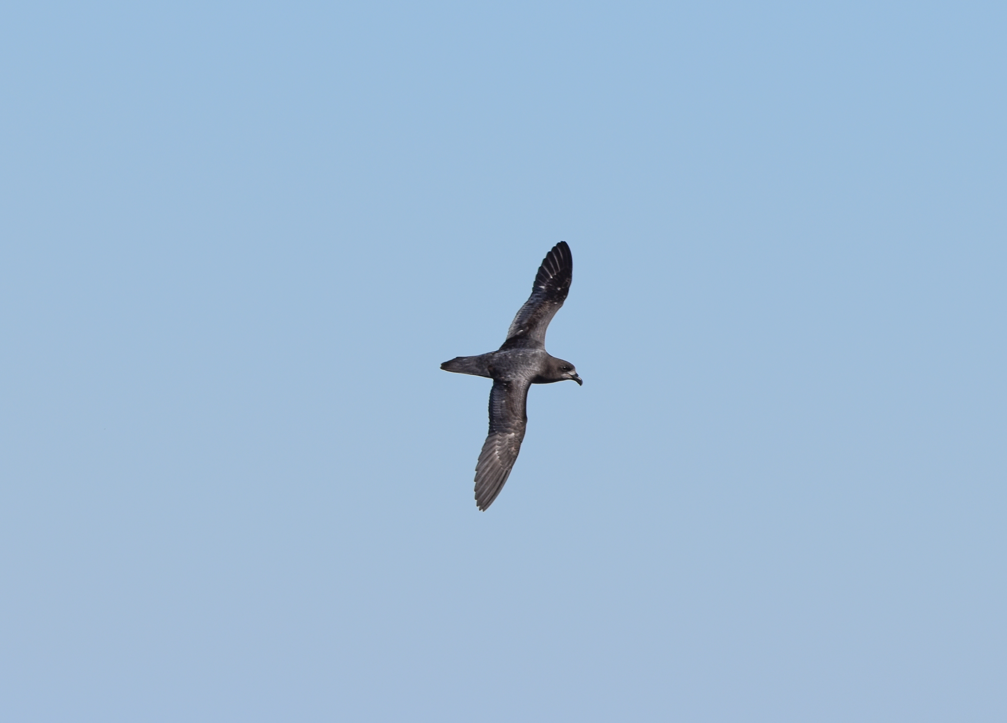 Providence Petrel