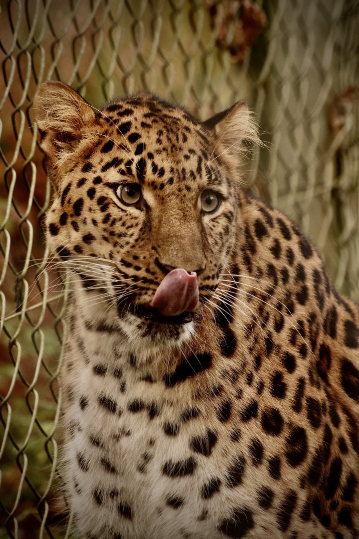 Proving he can touch his nose with his tongue