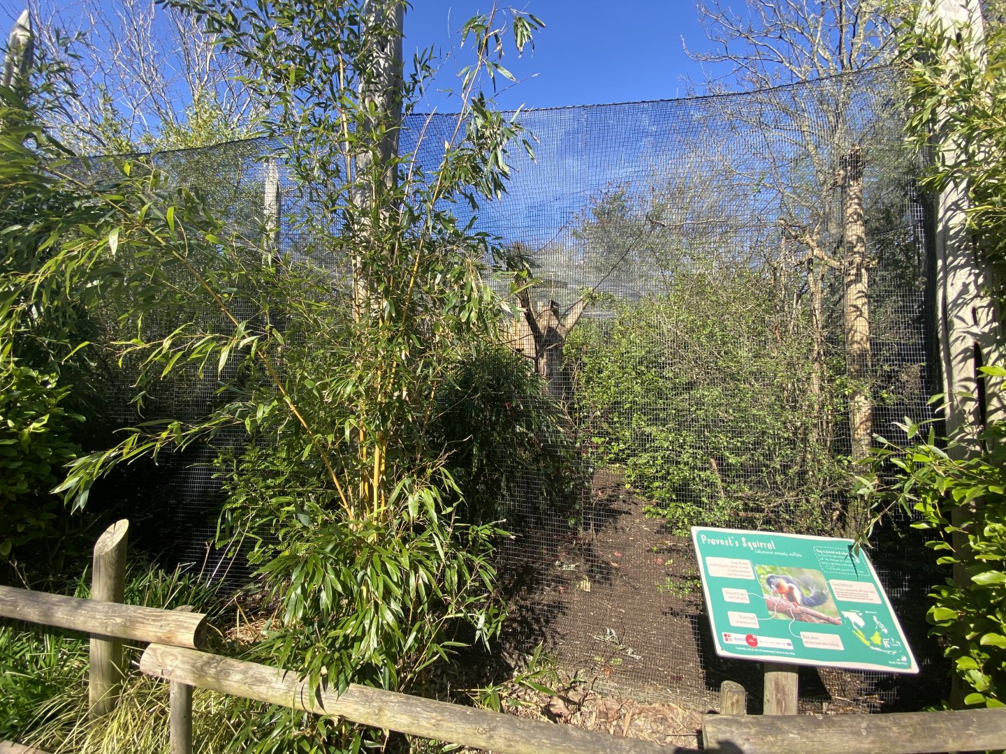 Provost’s squirrel enclosure