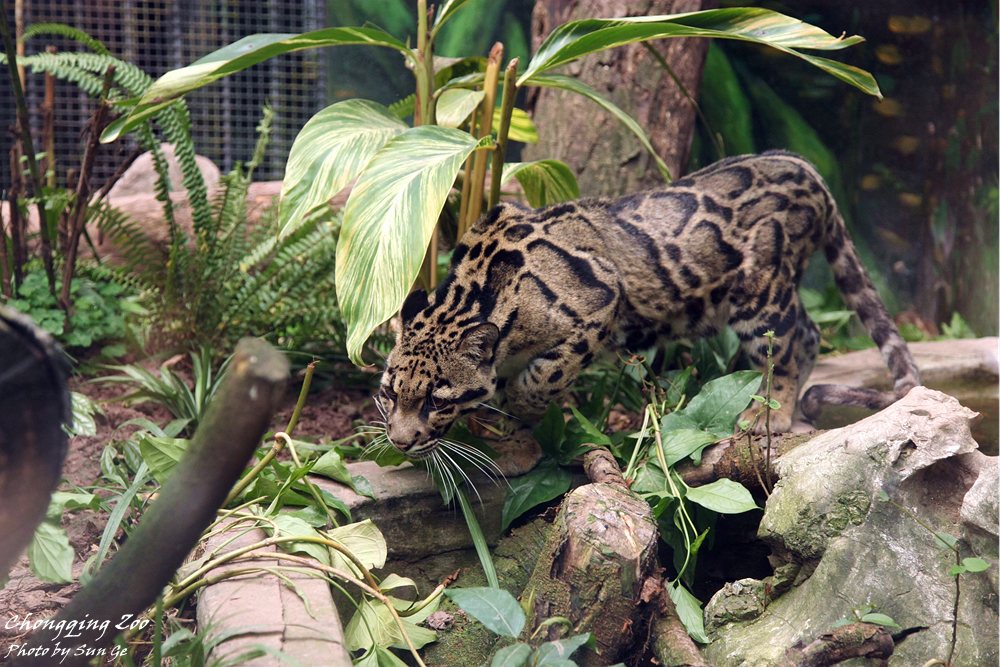 Prowling clouded leopard