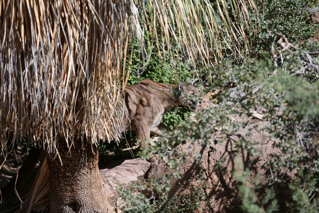 prowling puma