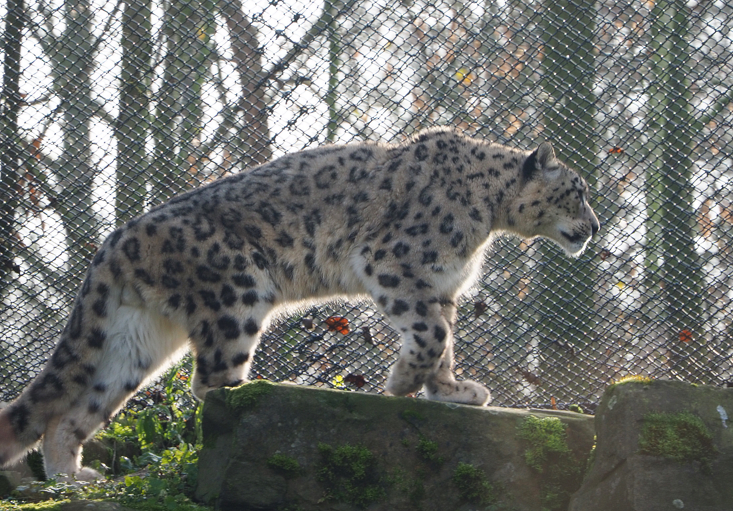 Prowling Snow leopard (Panthera uncia), 2019-12-28