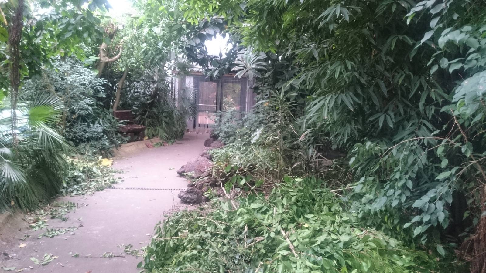 Prune-ing in the tropical hall