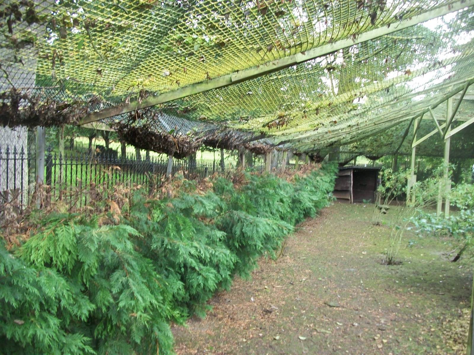 Pruning has taken place in the walk-through aviary, 20th September 2014