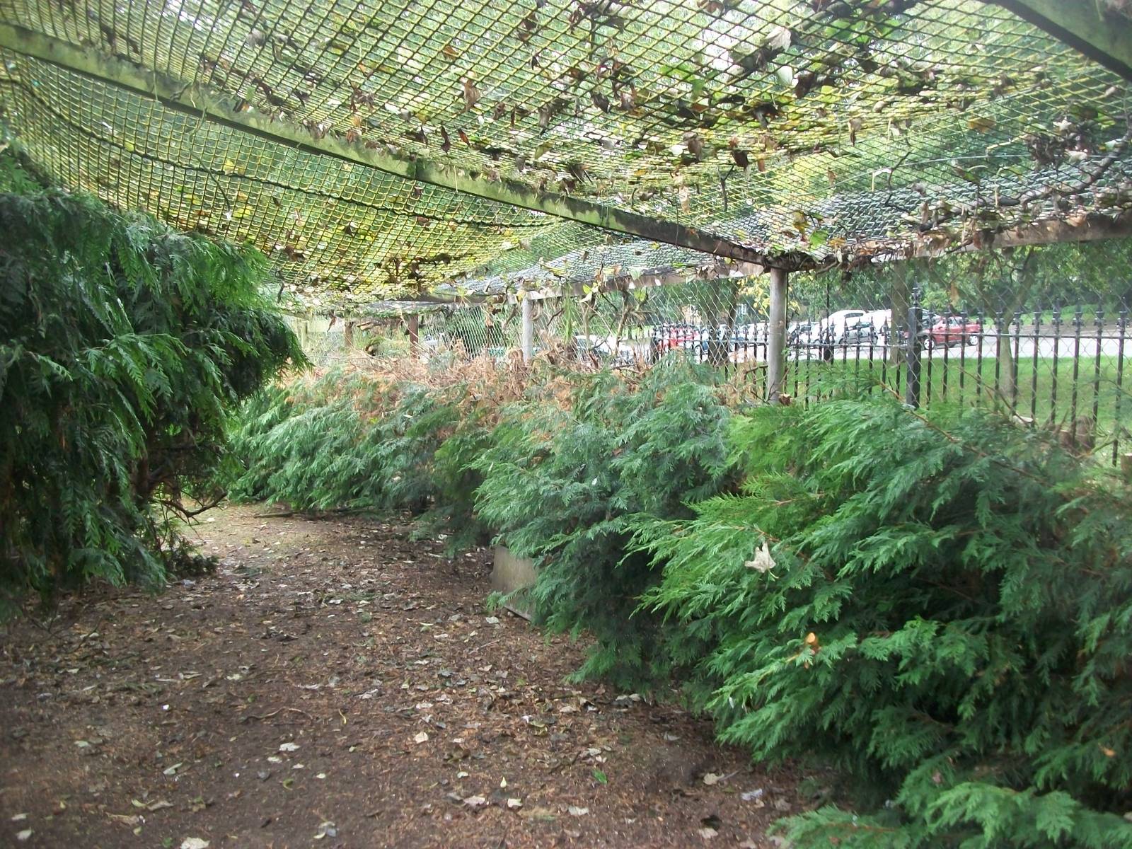 Pruning has taken place in the walk-through aviary, 20th September 2014