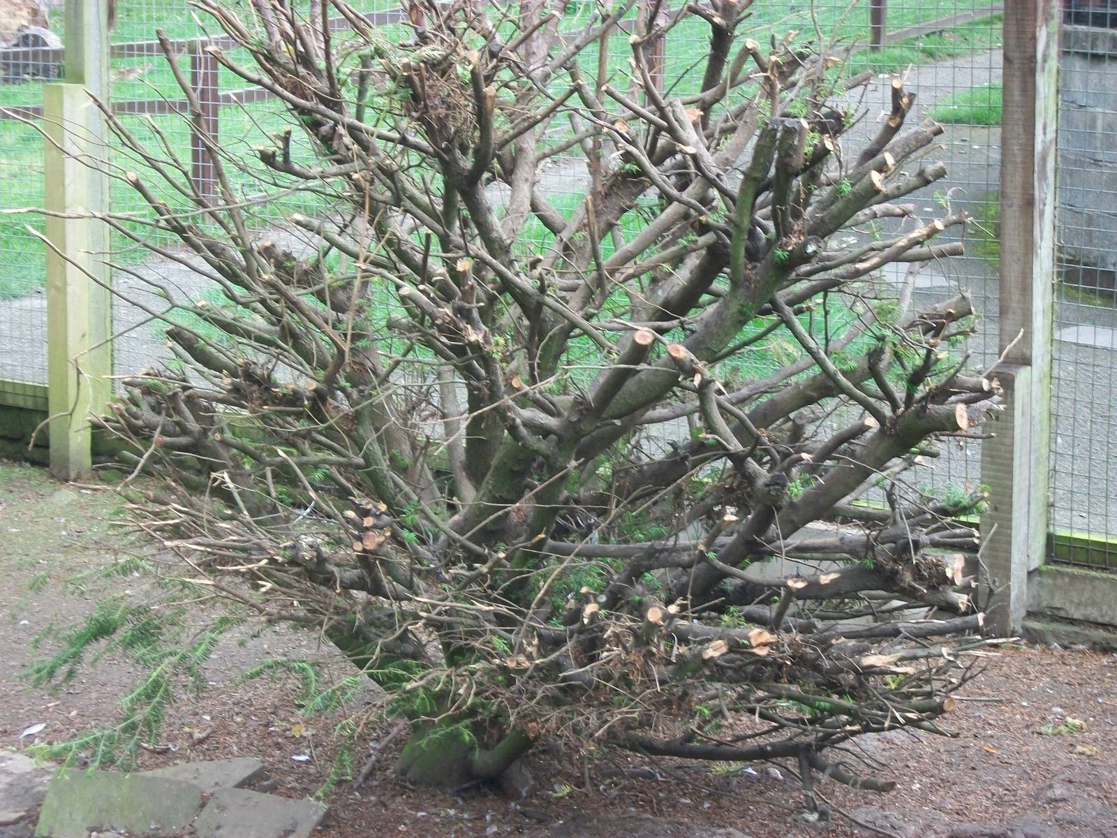 Pruning has taken place in the walk-through aviary, 21st September 2014