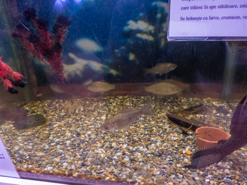 Prussian carp / Carassius gibelio