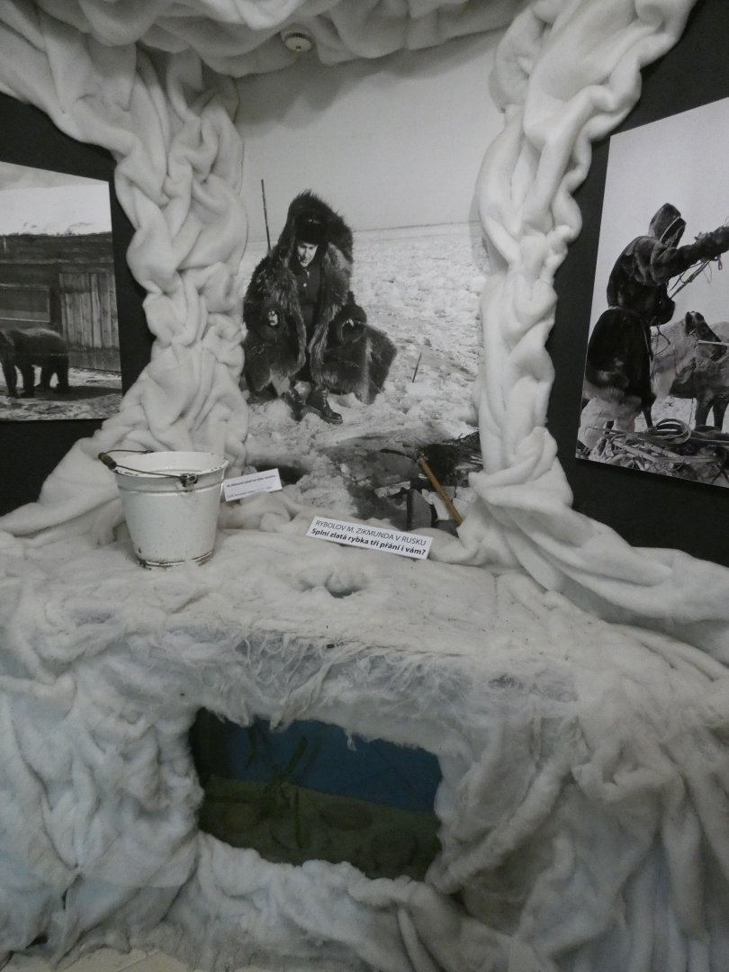 Prussian carp display