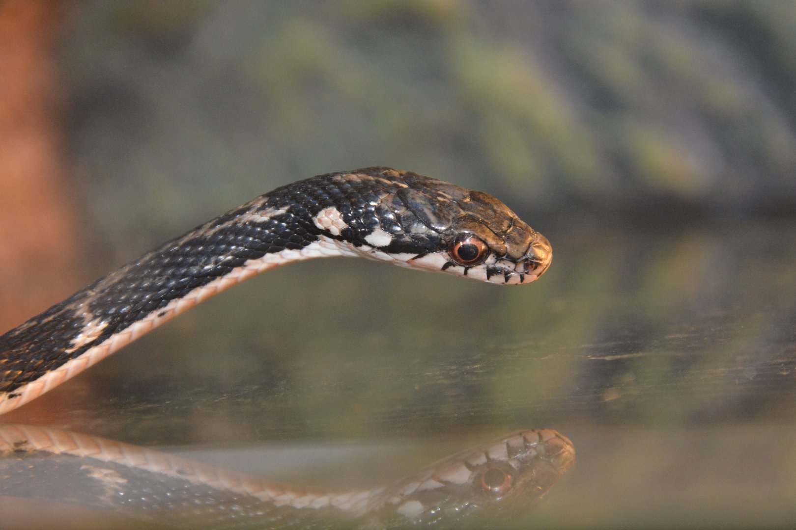 Pryer's keelback (Hebius pryeri)