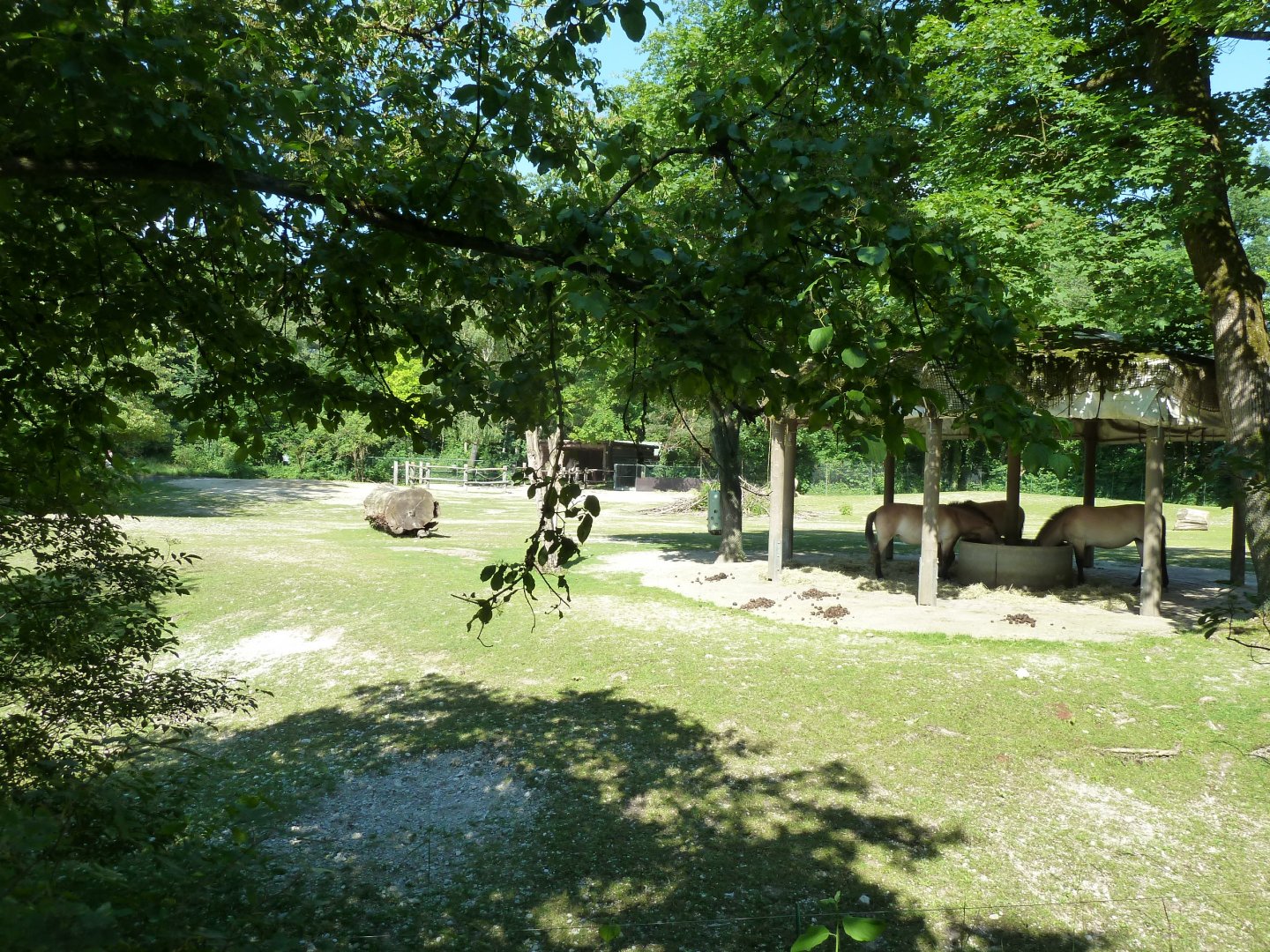 Przewalksi horse enclosure