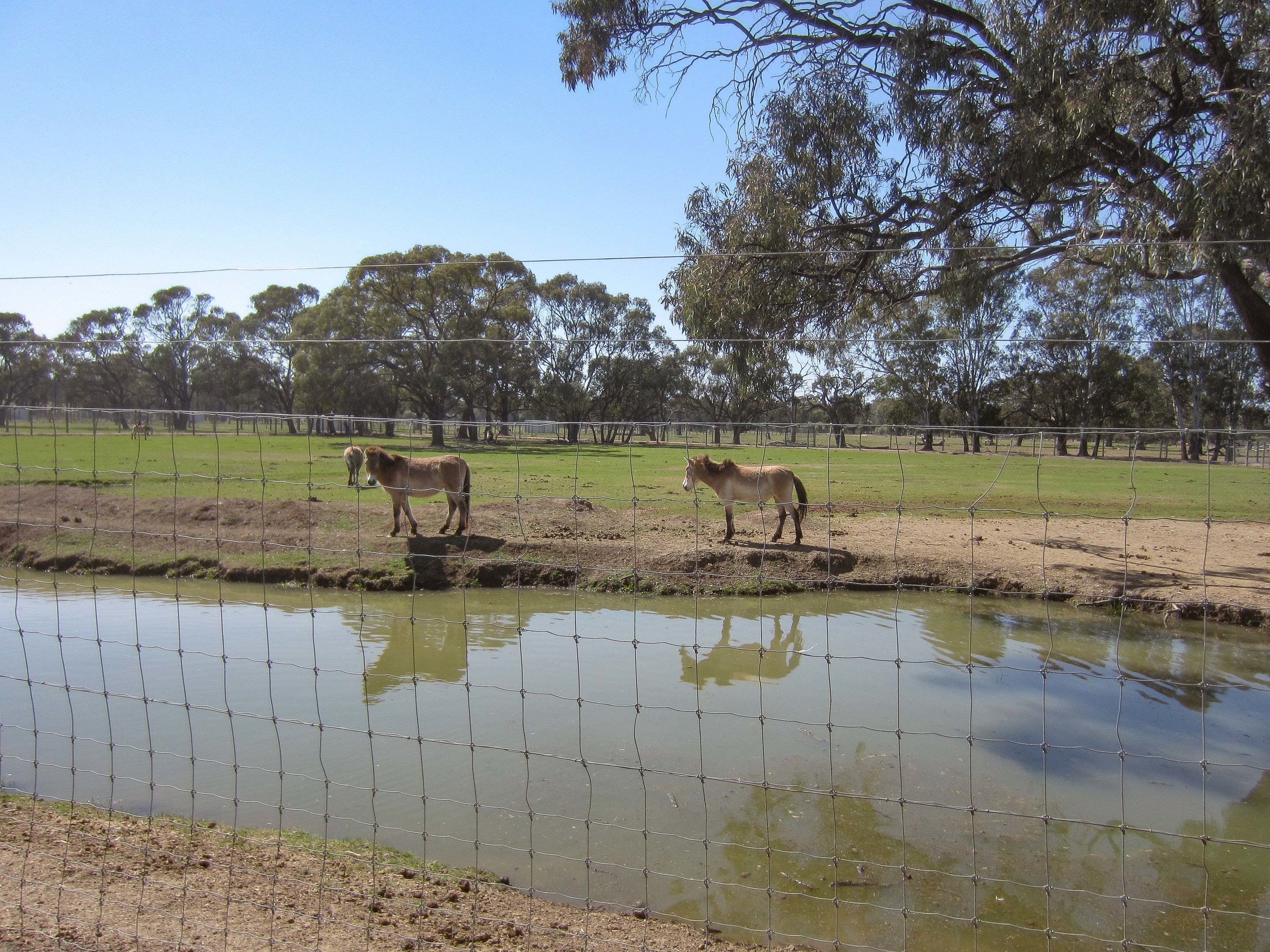 Przewalksi Horse enclosure