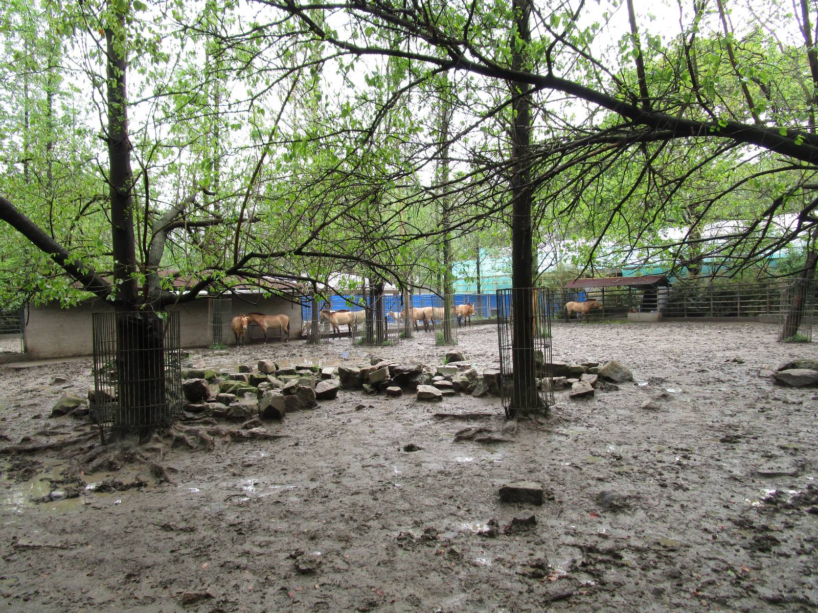 Przewalksi's Horse Enclosure - 16/04/2016