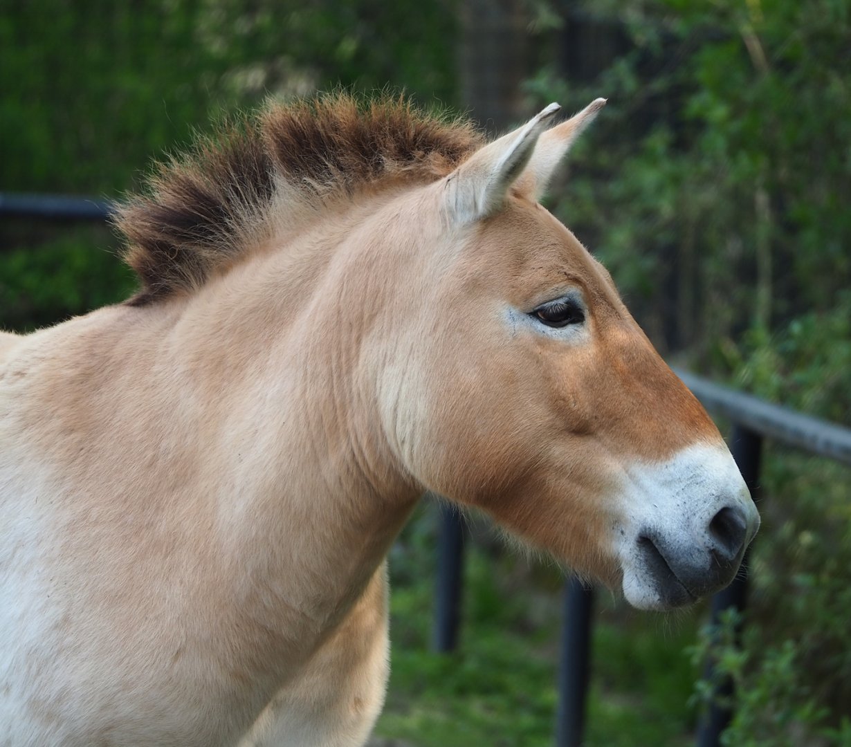 Przewalsi's horse (Equus ferus przewalskii), 2023-04-18