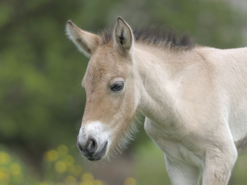 Przewalski colt