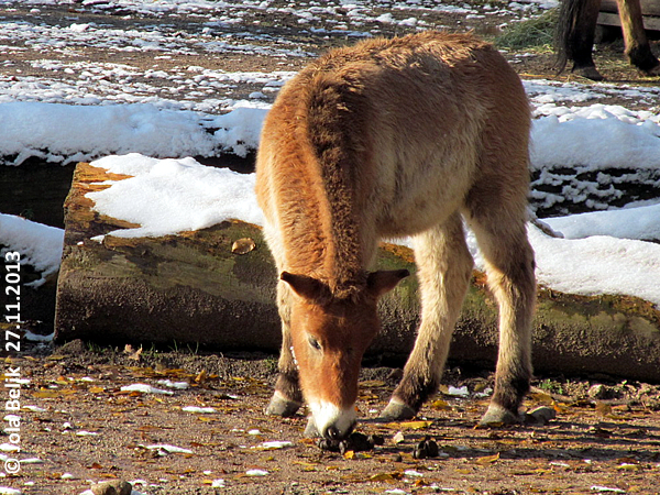 Przewalski foal at Zoo Hellbrunn Salzburg