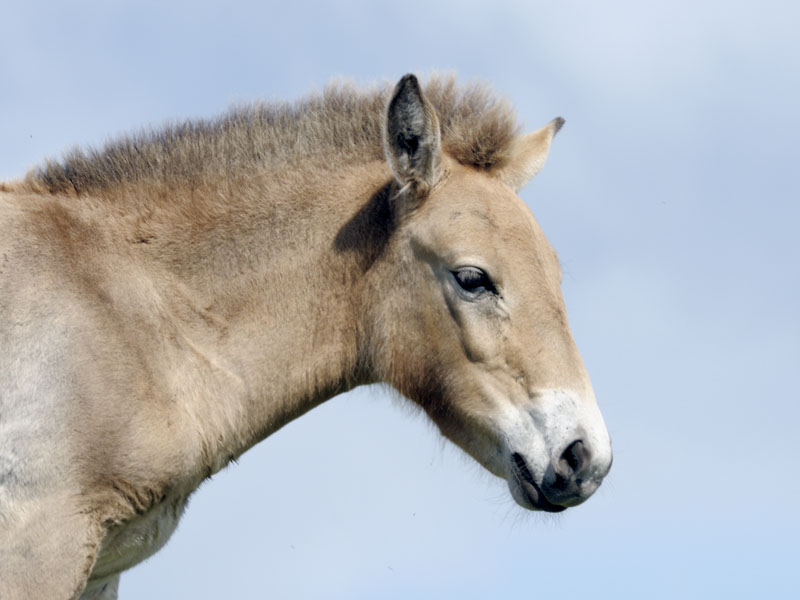 Przewalski foal