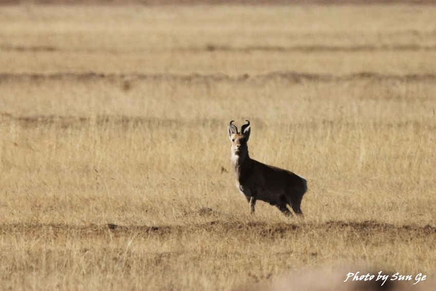 Przewalski gazelle male