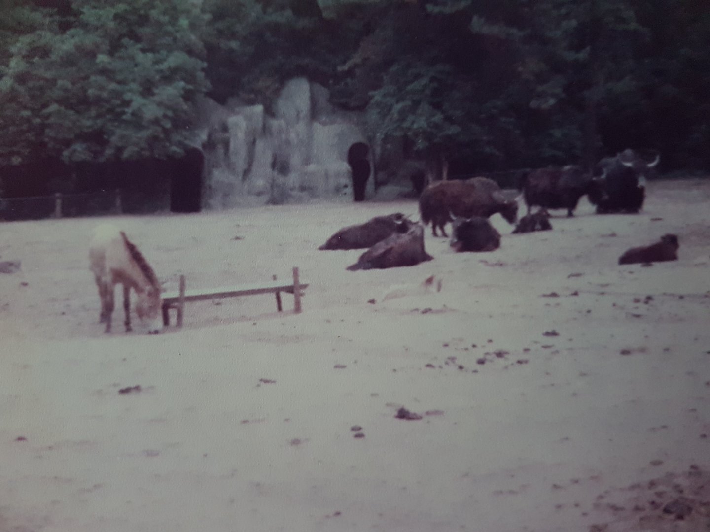 Przewalski horse and Yaks