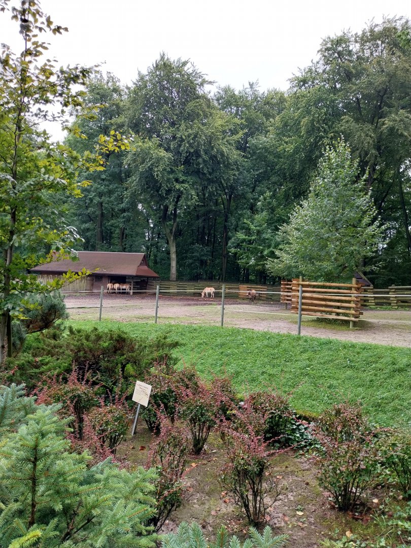 Przewalski horse (Aquus ferus przewalskii)